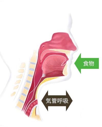喉摘後:気管呼吸